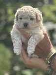 Bichpoo, maltipoo - piesek do rezerwacji
