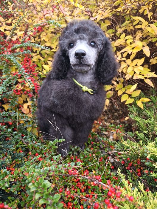 Pudel średni srebrny ZKwP/FCI piesek