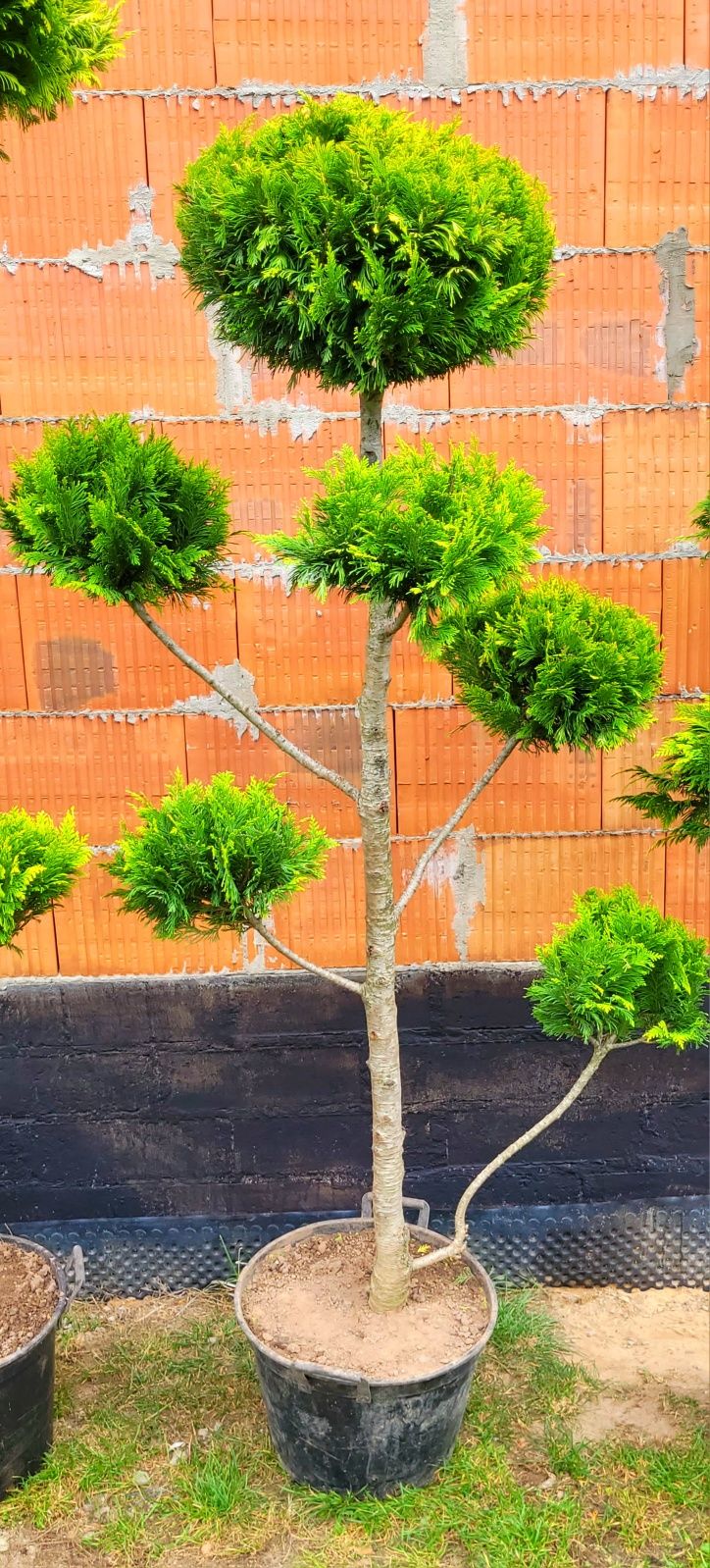 Krzewy ozdobne bonsai wyprzedaż