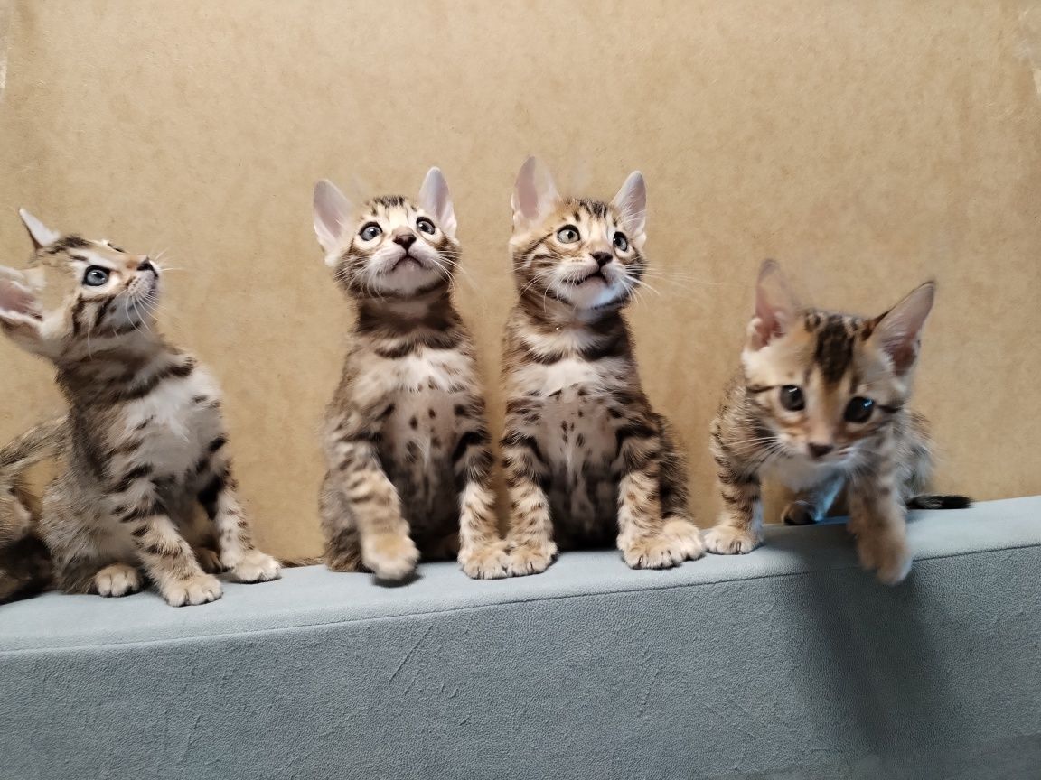 Бенгальске кошеня, дівчинка
