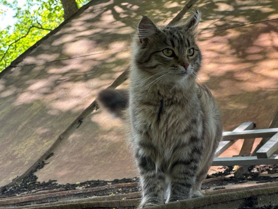 Кошенята в люблячі родини
