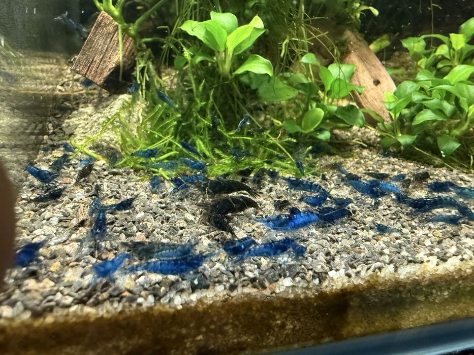 Akwarium 49l z życiem + sprzęt.