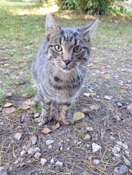 Oddam  wyrzucone kotki