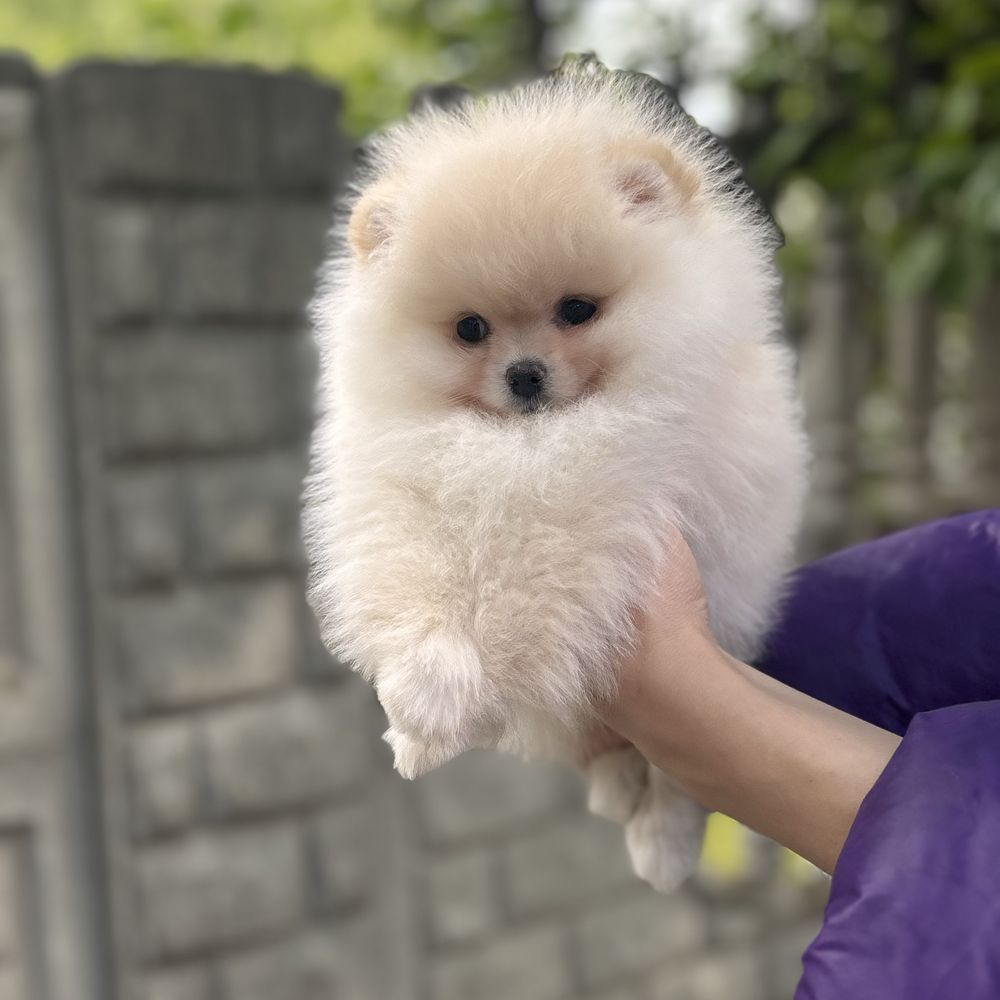 шикарний хлопчик шоу класу.