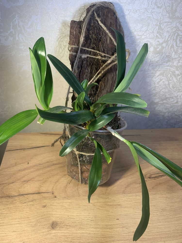 Орхідея Dendrobium Chrysotoxum