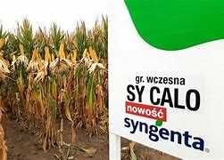 Kukurydza nasienna Syngenta SY Calo FAO 230-220  Hummer Amfora