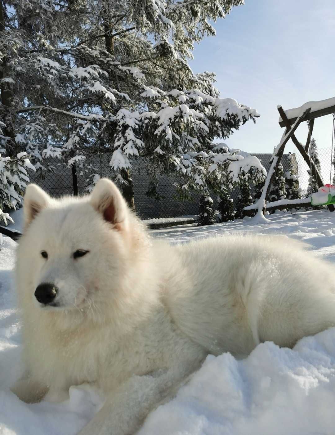 Samoyed 100% z rodowodem szczenię samoyed samiec samoyed