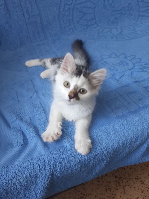 Котенок пушистый бесплатно. Котята. Кошечка. Кошка. Даром.