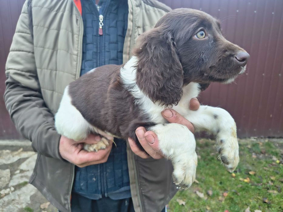 Mały munsterlander piękny szczeniak piesek