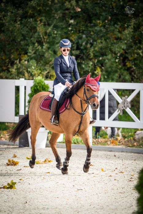 Na sprzedaż Kuc Feliński dla ambitnego jeźdźca !