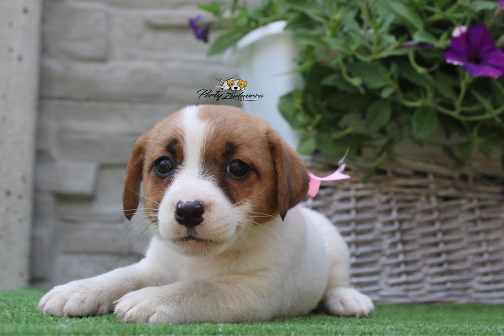 Suczka Jack Russell Terrier*ZKwP FCI*Gotowa do Odbioru