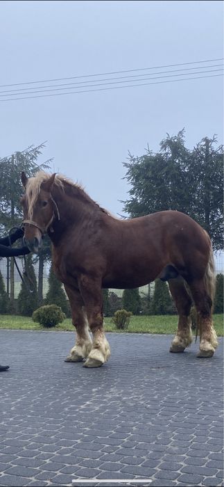 Ogier sztumaki Sprzedam lub zamienie