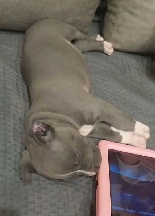 amstaff blue niebieski samiec chlopak