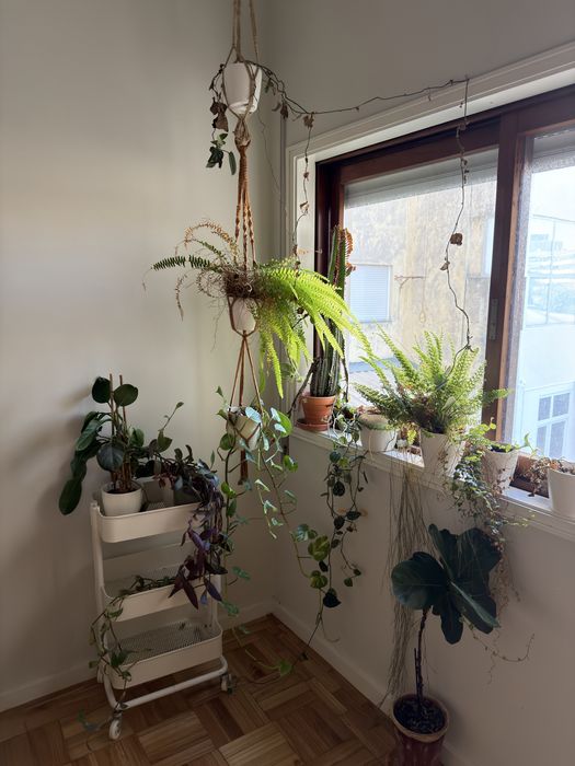 Vendo plantas - vários tamanhos