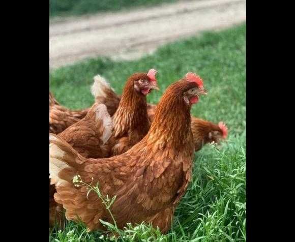 Kury nioski odchowane z jajkiem Rossa