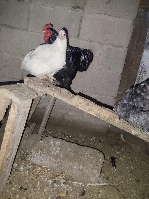 Galo super lindo
Macho muito bonito.
Super meigo e calmo.
Canta muito