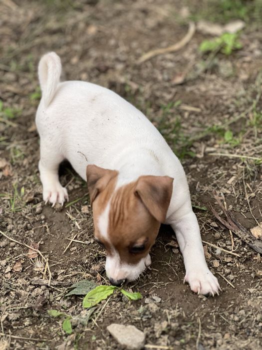 Дівчатка та хлопчики джеки . Біколор. Триколор.