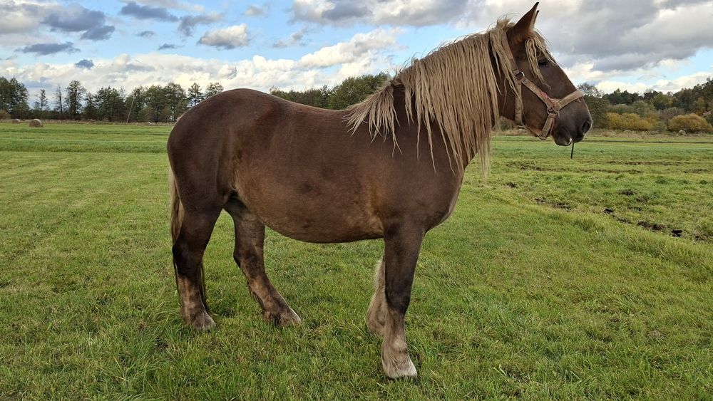 Koń, klacz, polski koń zimnokrwisty