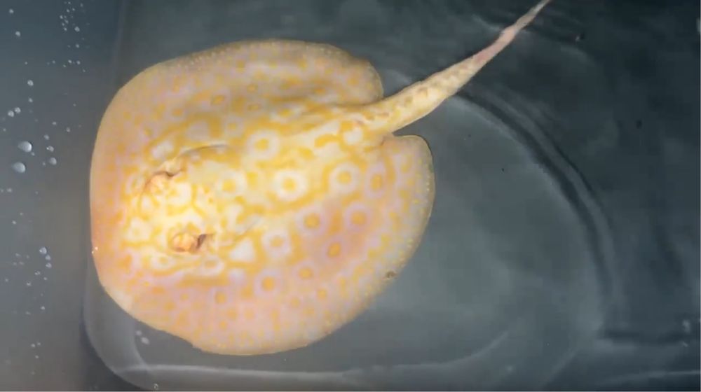 Raia Albino goldenbase (Potamotrygon jabuti)(Albino)(Pearl)(20cm)