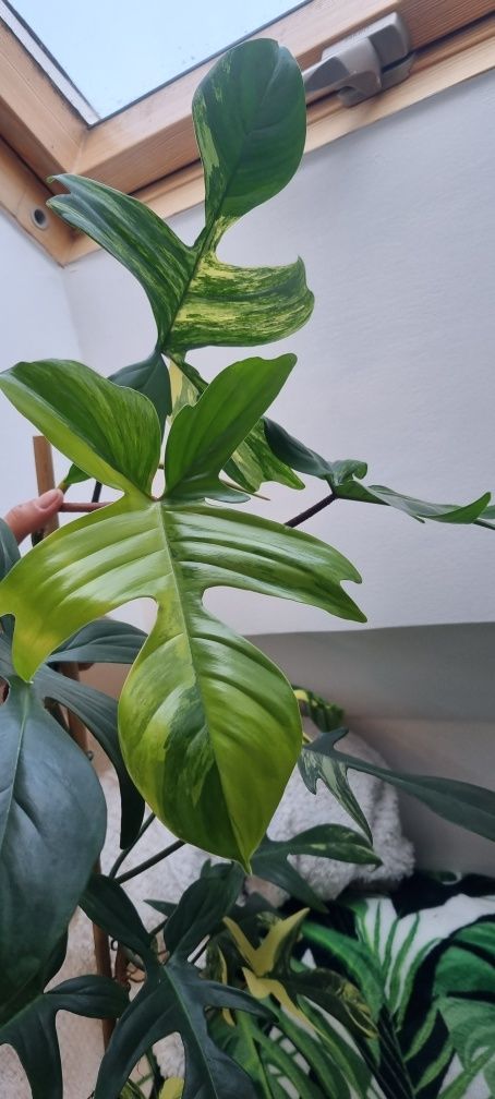 Philodendron Florida Beauty Variegata