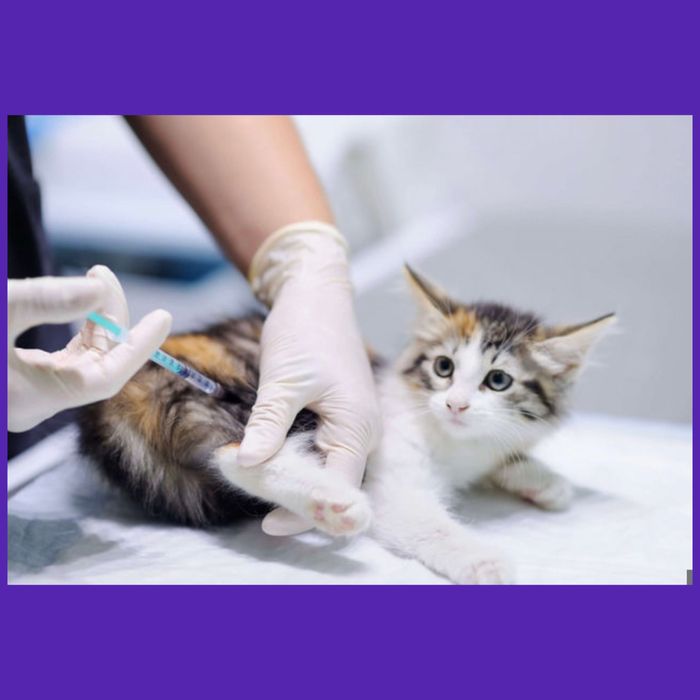 Ветеринарний лікар