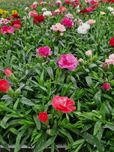 Goździk (dianthus)
