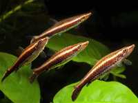 Ukośnik ozdobny - Nannostomus eques- ryba 5cm; sklep AKWAREKS