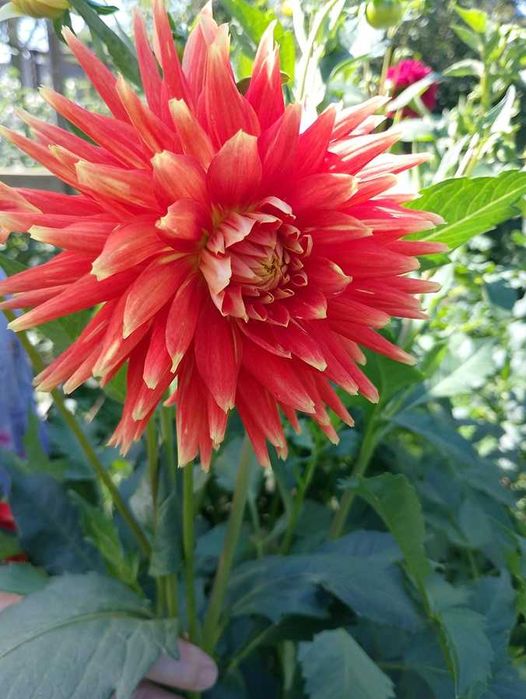 жоржини/георгини 1 (сорт хамелеон)