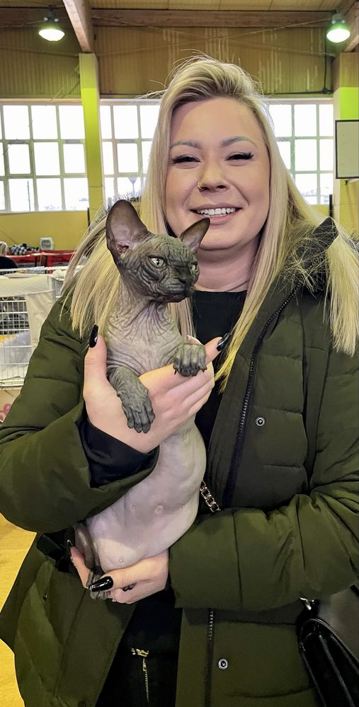 Wyjątkowa czarna mega ZMARSZCZKI • Kotka Sphynx Jagódka • GrandFaraon