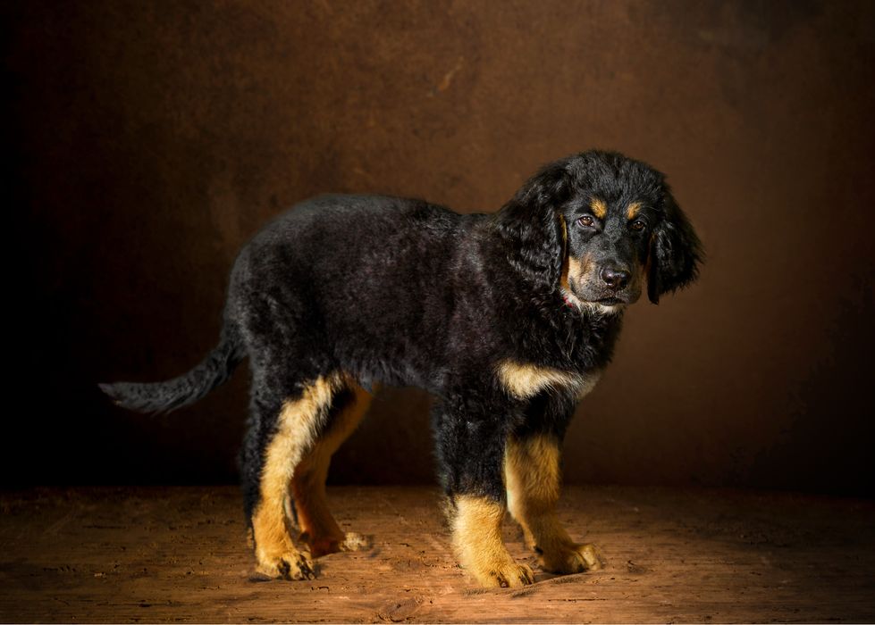 Czarny podpalany szczeniak Hovawart Koleś - z rodowodem FCI