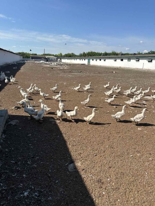 Качки Орвія живою вагою