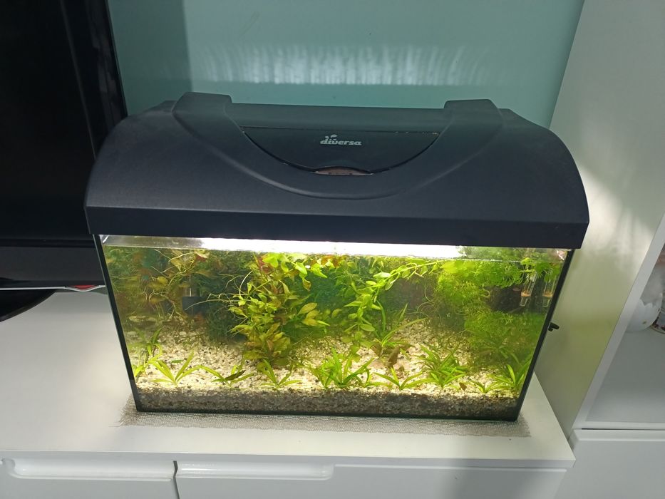 Akwarium z pokrywą 50x25 cm