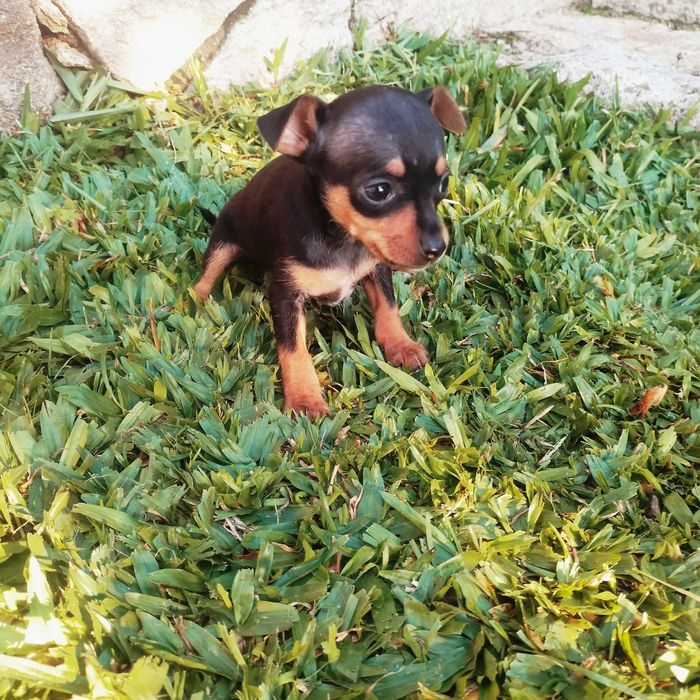 Pinscher mini fêmea
