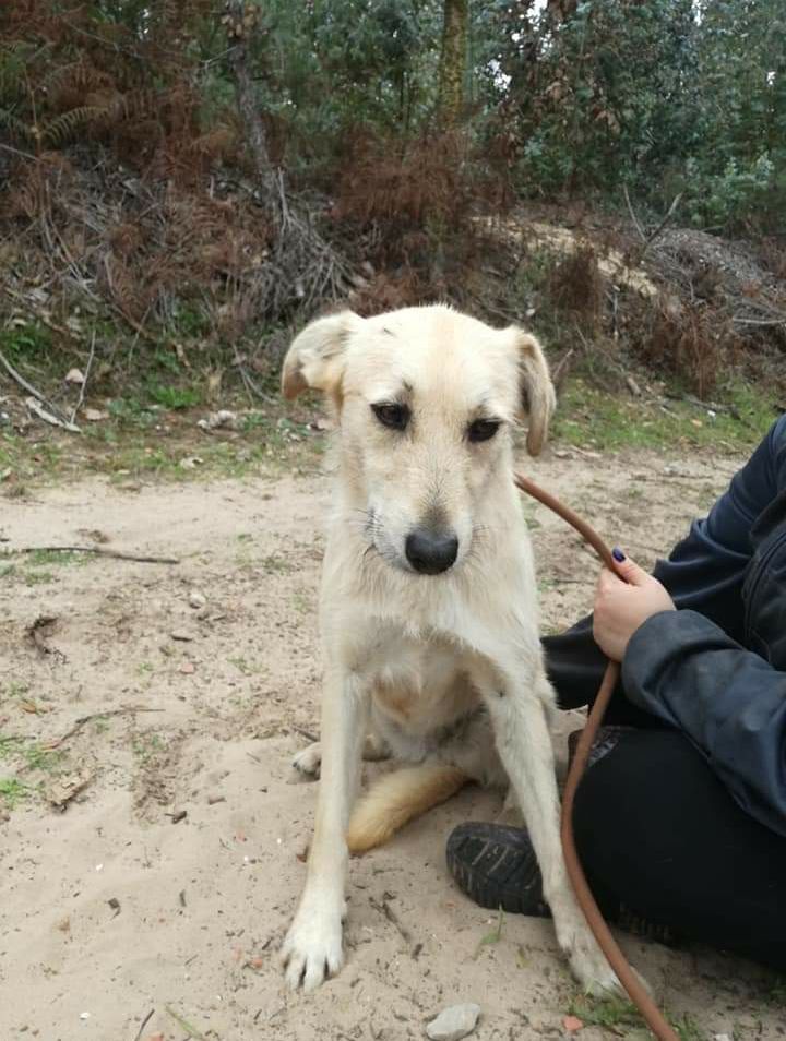 Bonnie- cachorra de porte médio para adoção