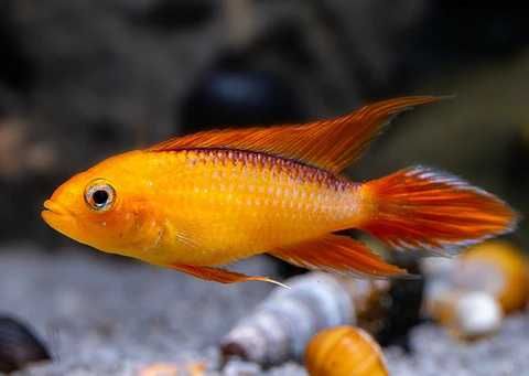 Apistogrammas Ciclídeos anões