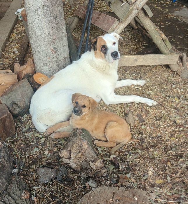 Цуценята метиси 2.5 місяці