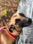 Piekna, mloda suczka do adopcji