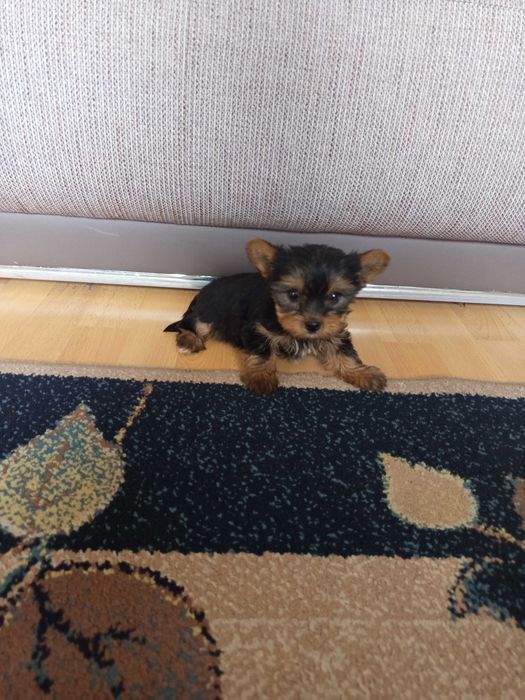 Yorkshire Terrier Polecam !