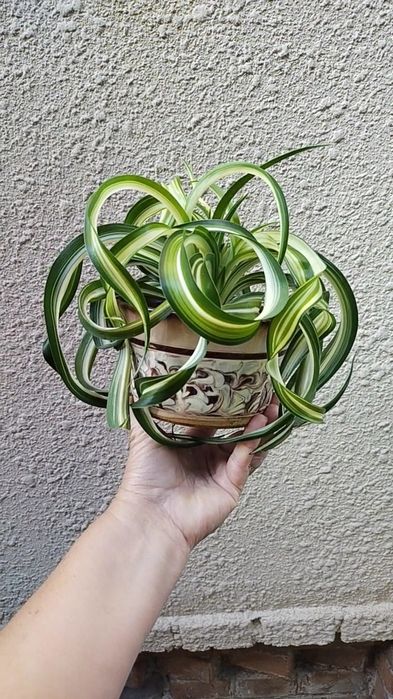 Хлорофітум Боні кучерявий хлорофитум бонни