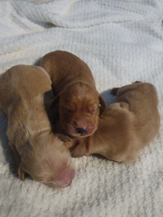 Golden Retriever / suczka / szczeniak / rodowód ZK.PL