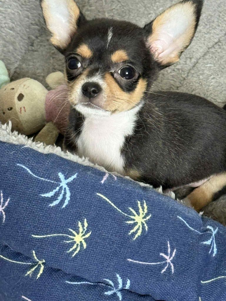 Piesek Chihuahua