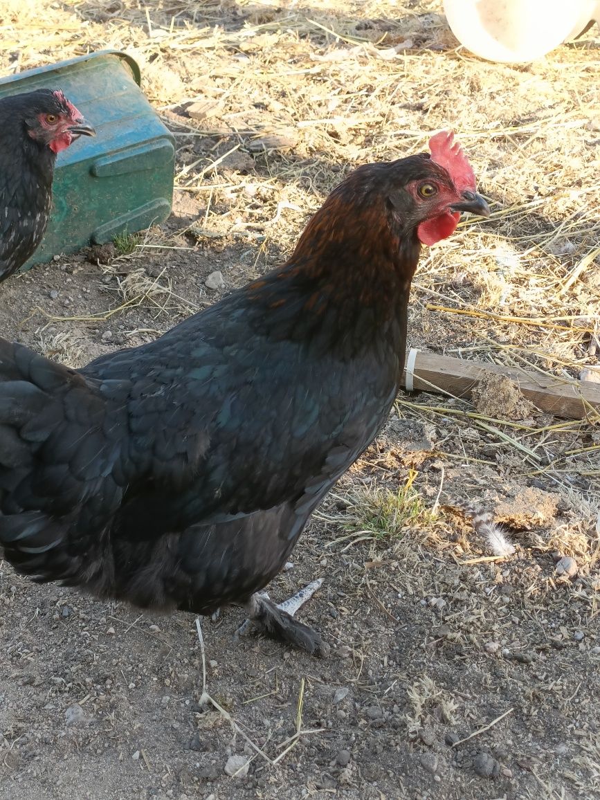 Galinhas Maran Preto e Azul Cobre