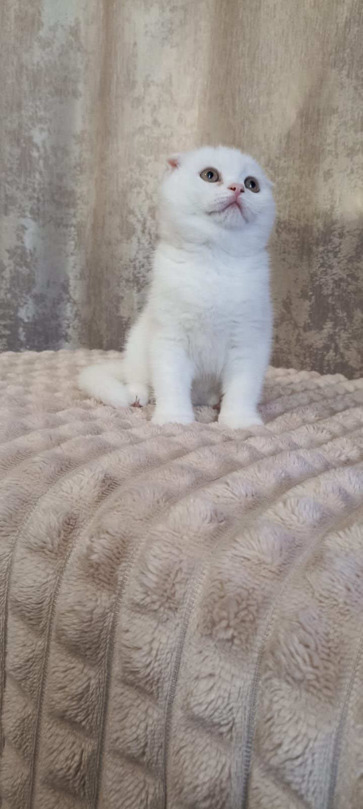 Продаются плюшевые, белоснежные котята, не питомник!!!