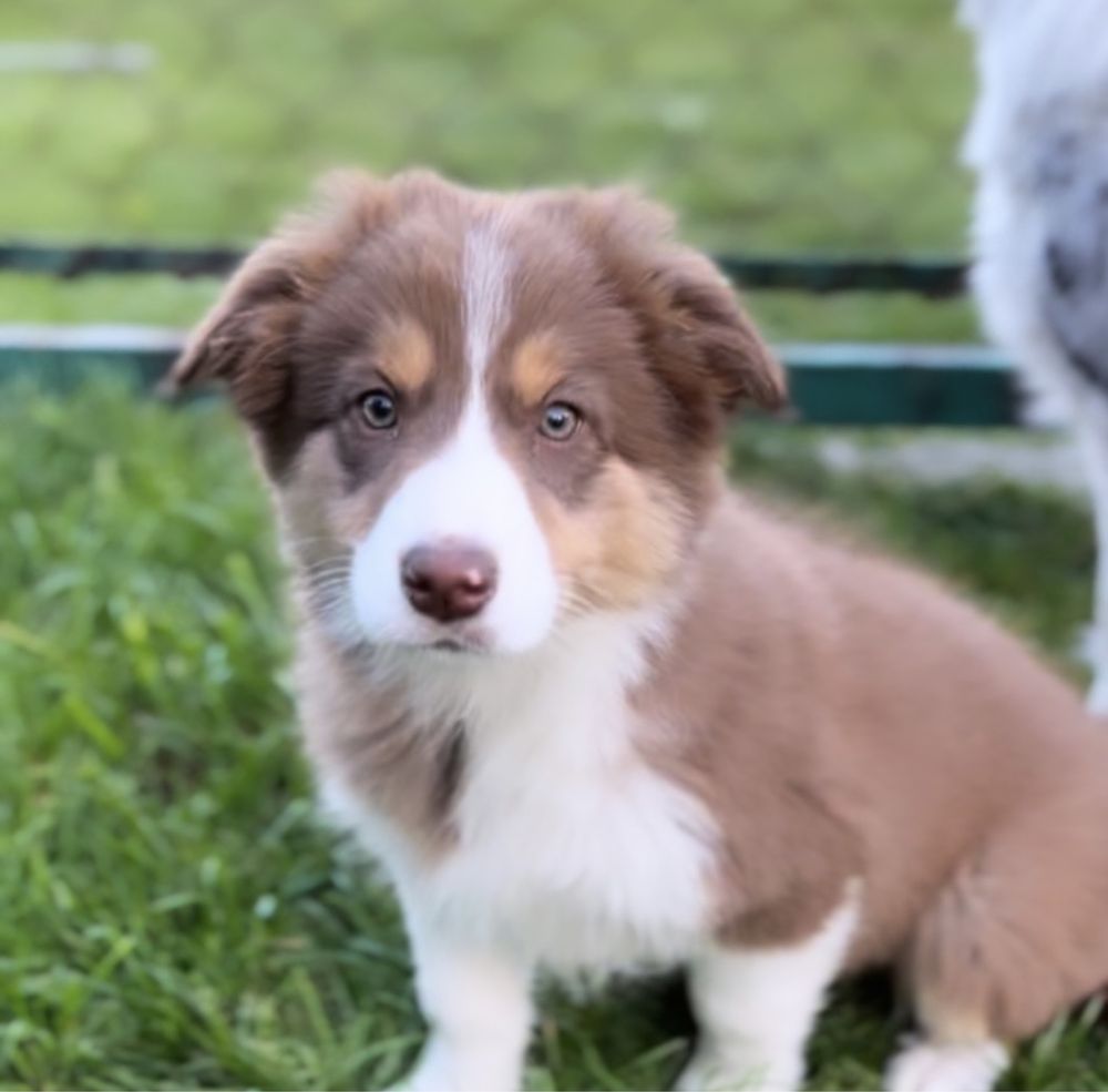 Suczka border collie ZKwP FCI czekoladowa