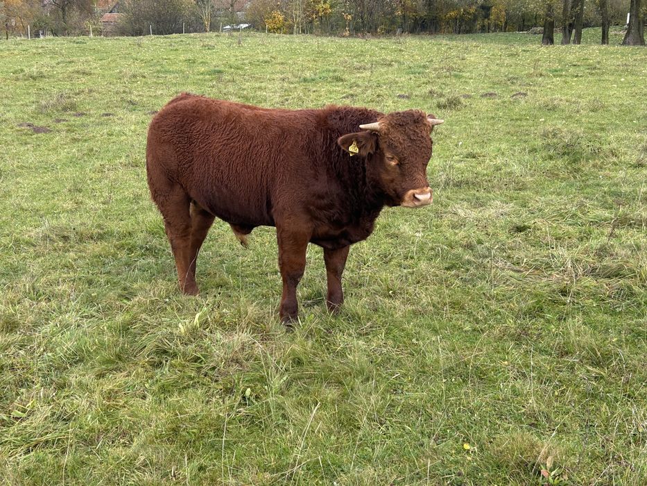Byk LM na sprzedaż do dalszego chowu