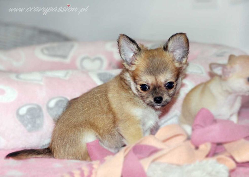 MOSCHINO Crazy Passion FCI - maleńki długowłosy chihuahua