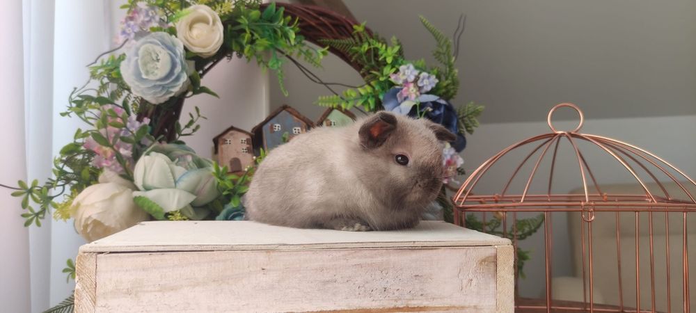 Królik Mini lop gotowe do odbioru