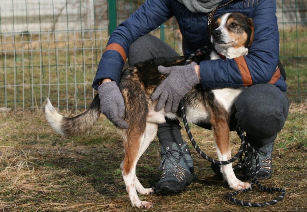 Łagodny, kochany Ginterek na tropie domu