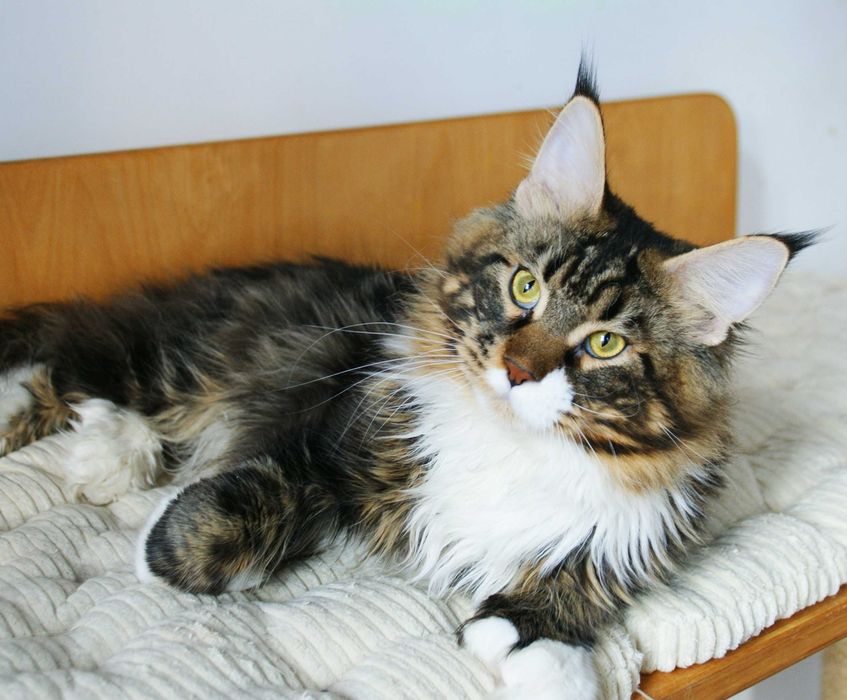 Maine Coon Polydactyl - kocurek