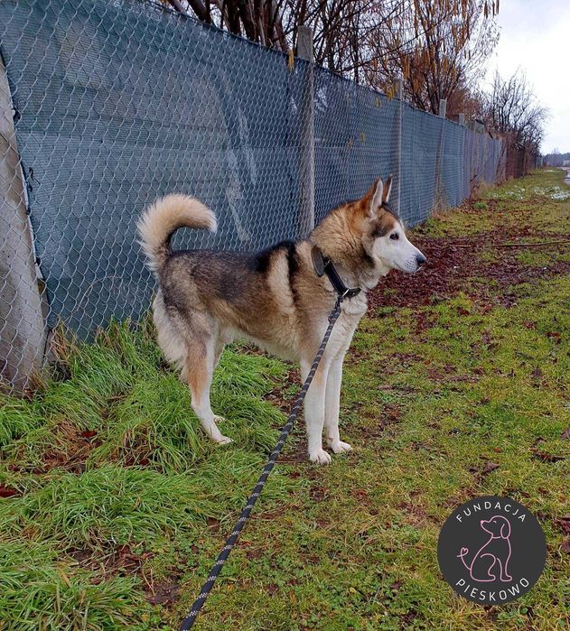 Krokiet szuka domu < 3